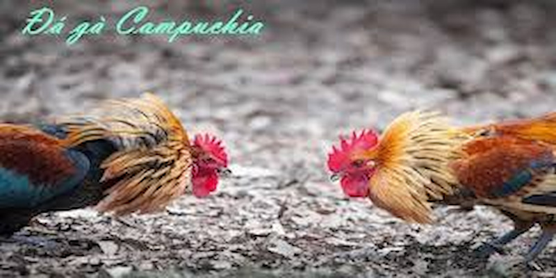 tổng hợp đá gà Campuchia
